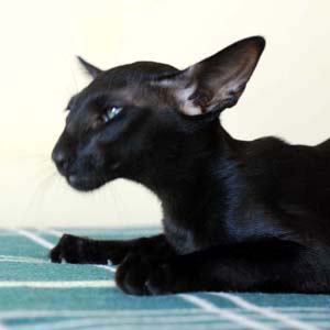 Okonor Mistica - кошка, окрас чёрный (эбони)